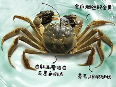 在合肥，陽(yáng)澄湖大閘蟹怎么做才好吃--鹽焗大閘蟹